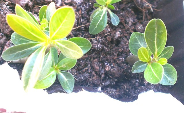adenium dupli vrh
